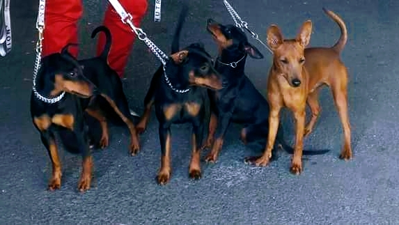 Des princes pinscher — photo