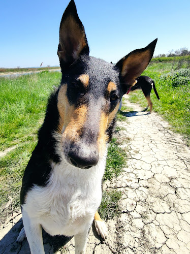 Ludic Dog