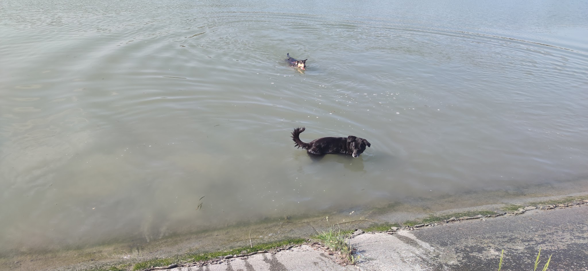 Ludic Dog — photo