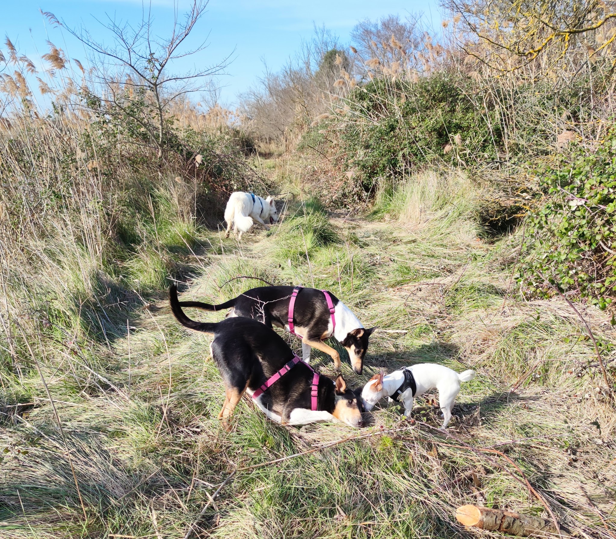 Ludic Dog — photo