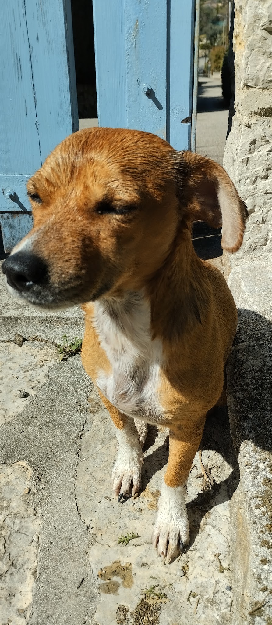 Ciaky Dog Service - Pet sitter — photo
