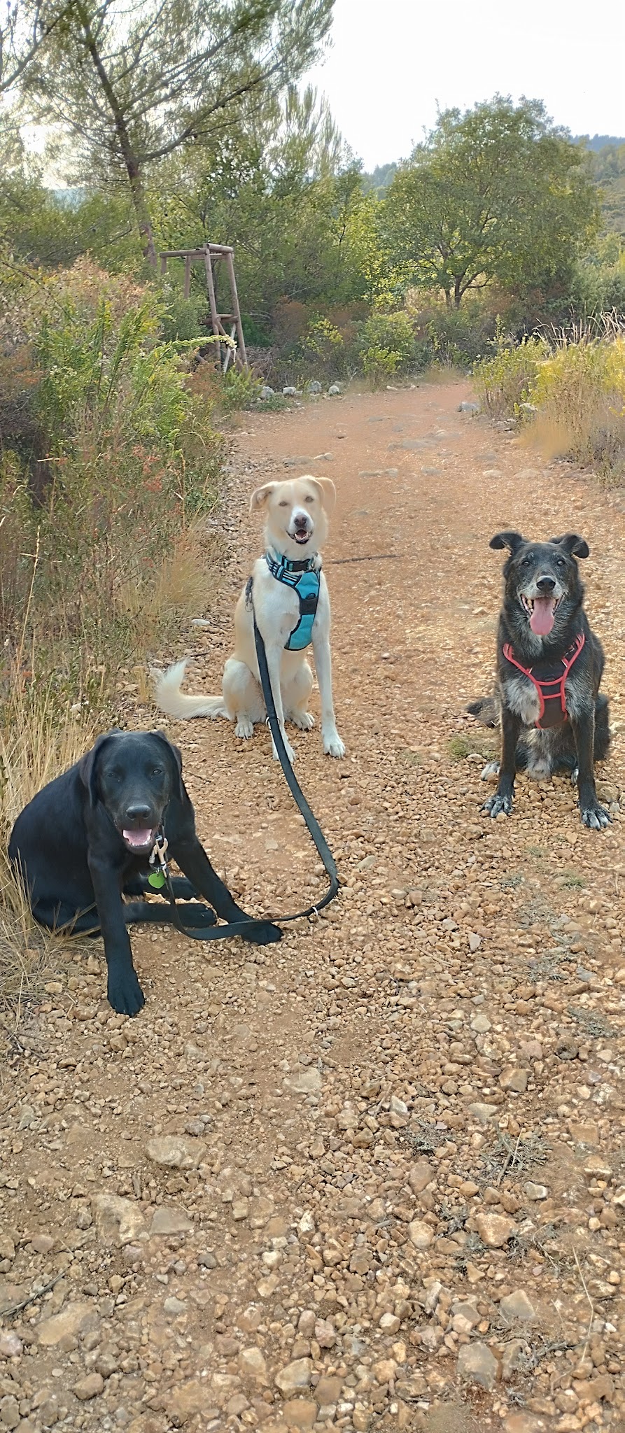 Ciaky Dog Service - Pet sitter — photo