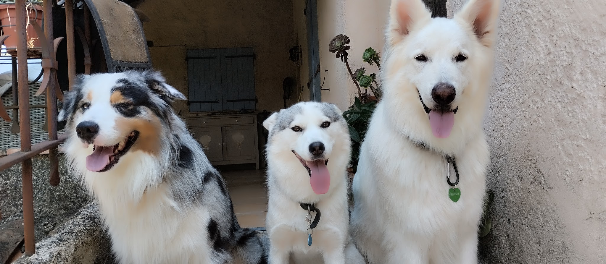 Ciaky Dog Service - Pet sitter — photo
