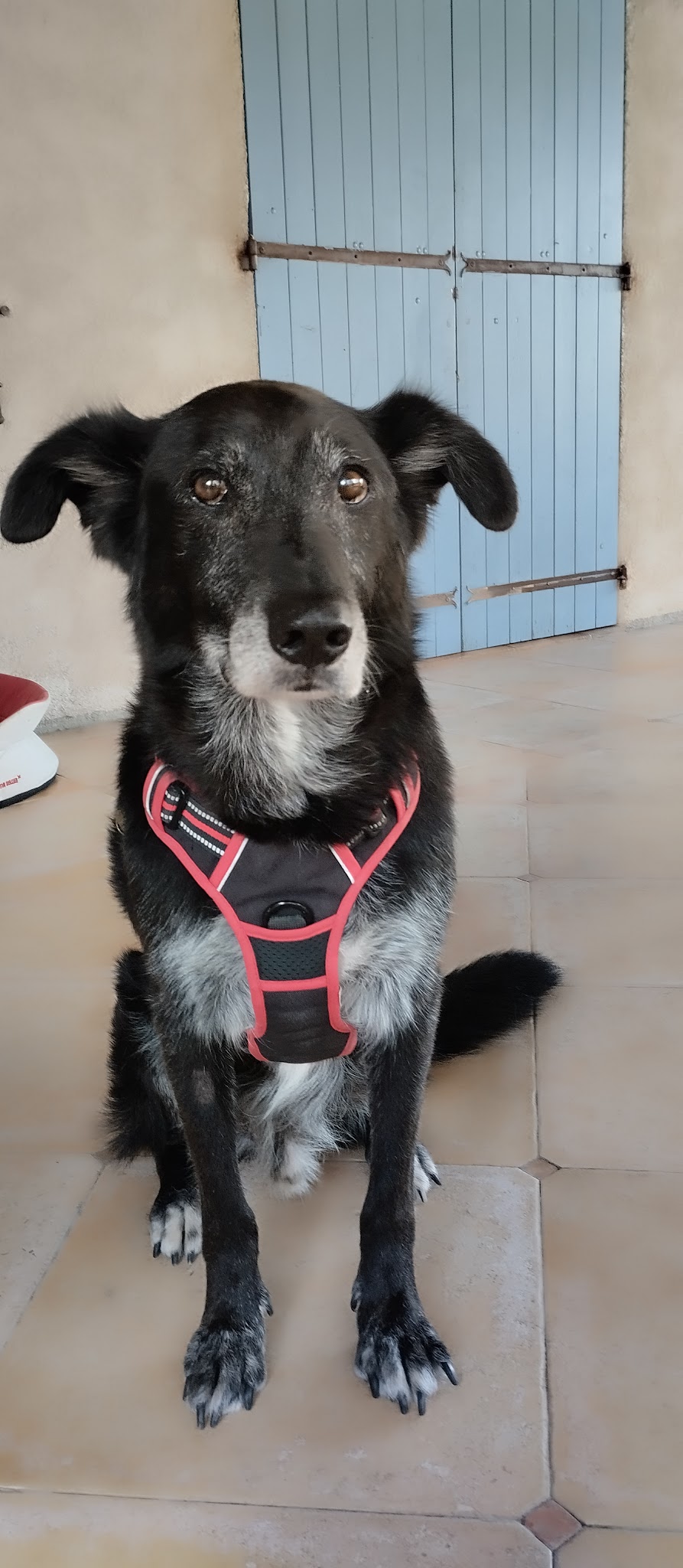 Ciaky Dog Service - Pet sitter — photo