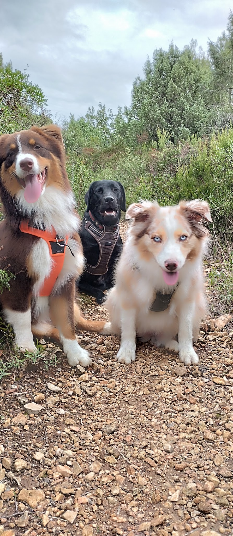 Ciaky Dog Service - Pet sitter