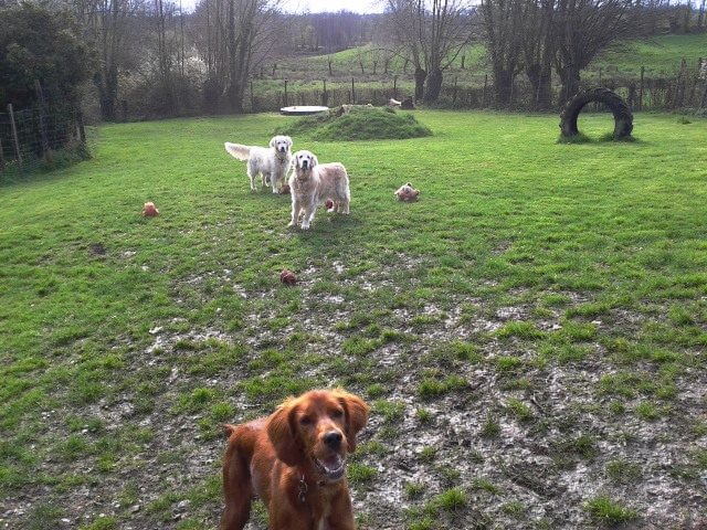Saint Pardoux pension pour chiens — photo