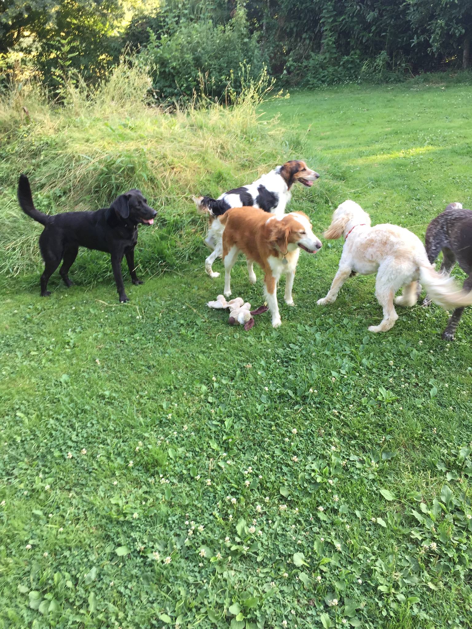 Saint Pardoux pension pour chiens