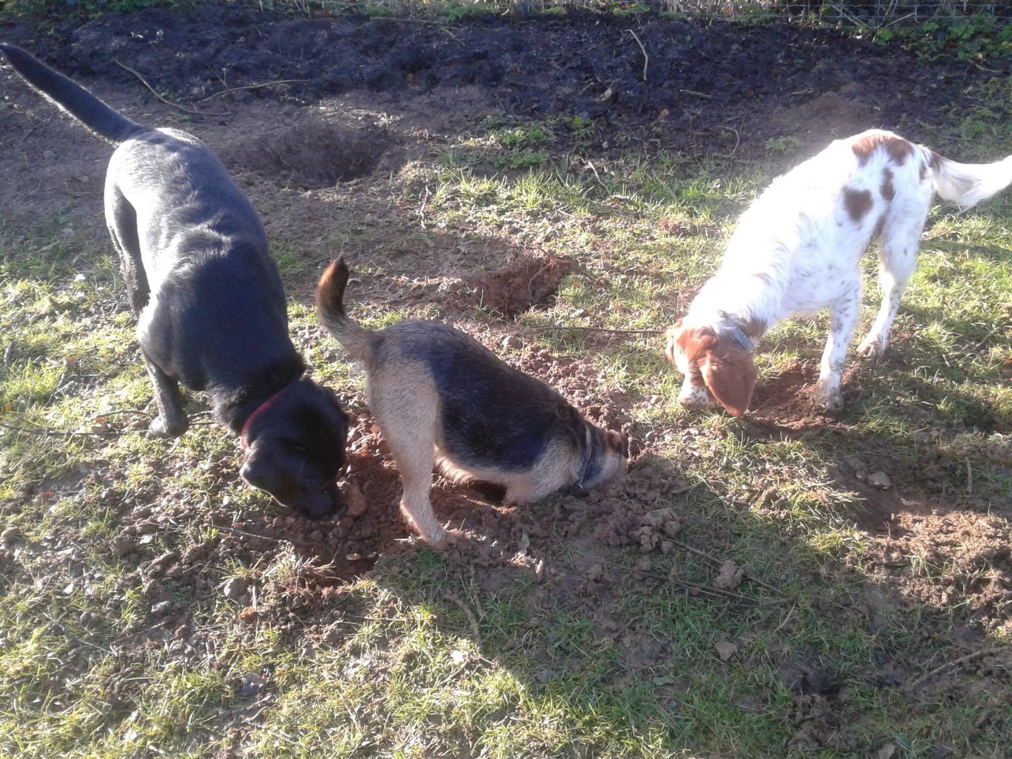 Saint Pardoux pension pour chiens — photo