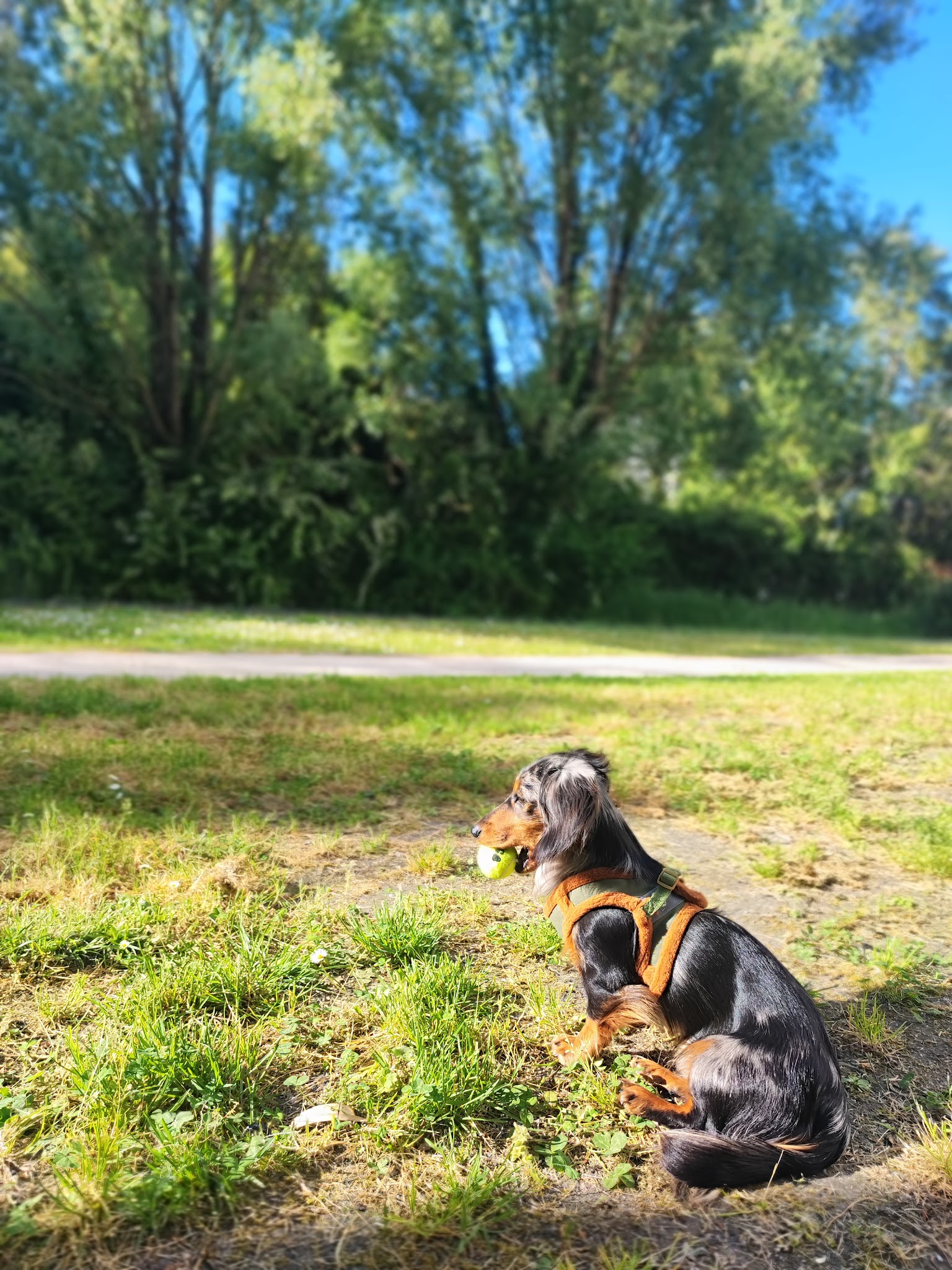 Les compagnons de Gaël — photo