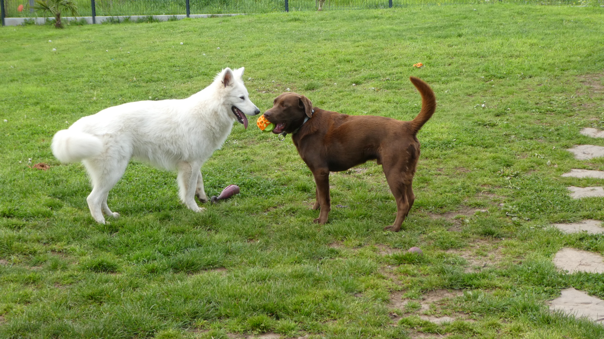 Pension canine familiale Nono & Co