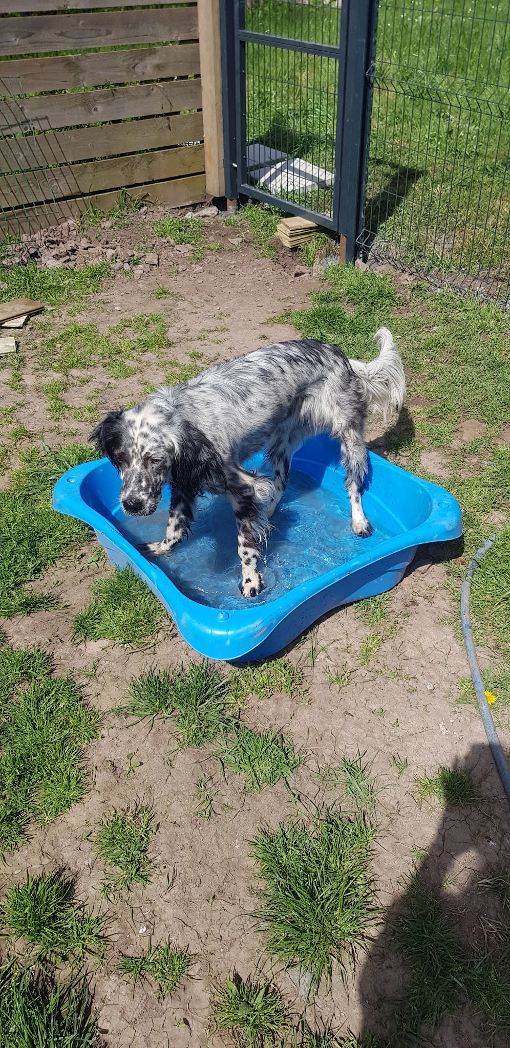 Pension canine familiale Nono & Co — photo