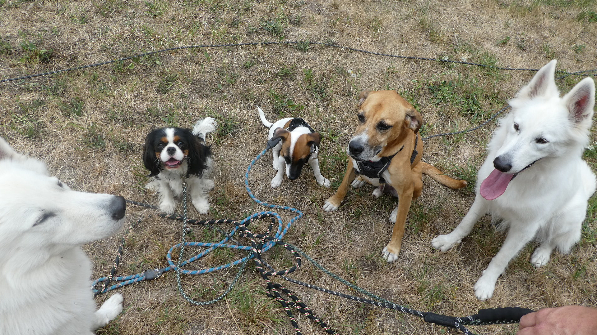 Pension canine familiale Nono & Co — photo