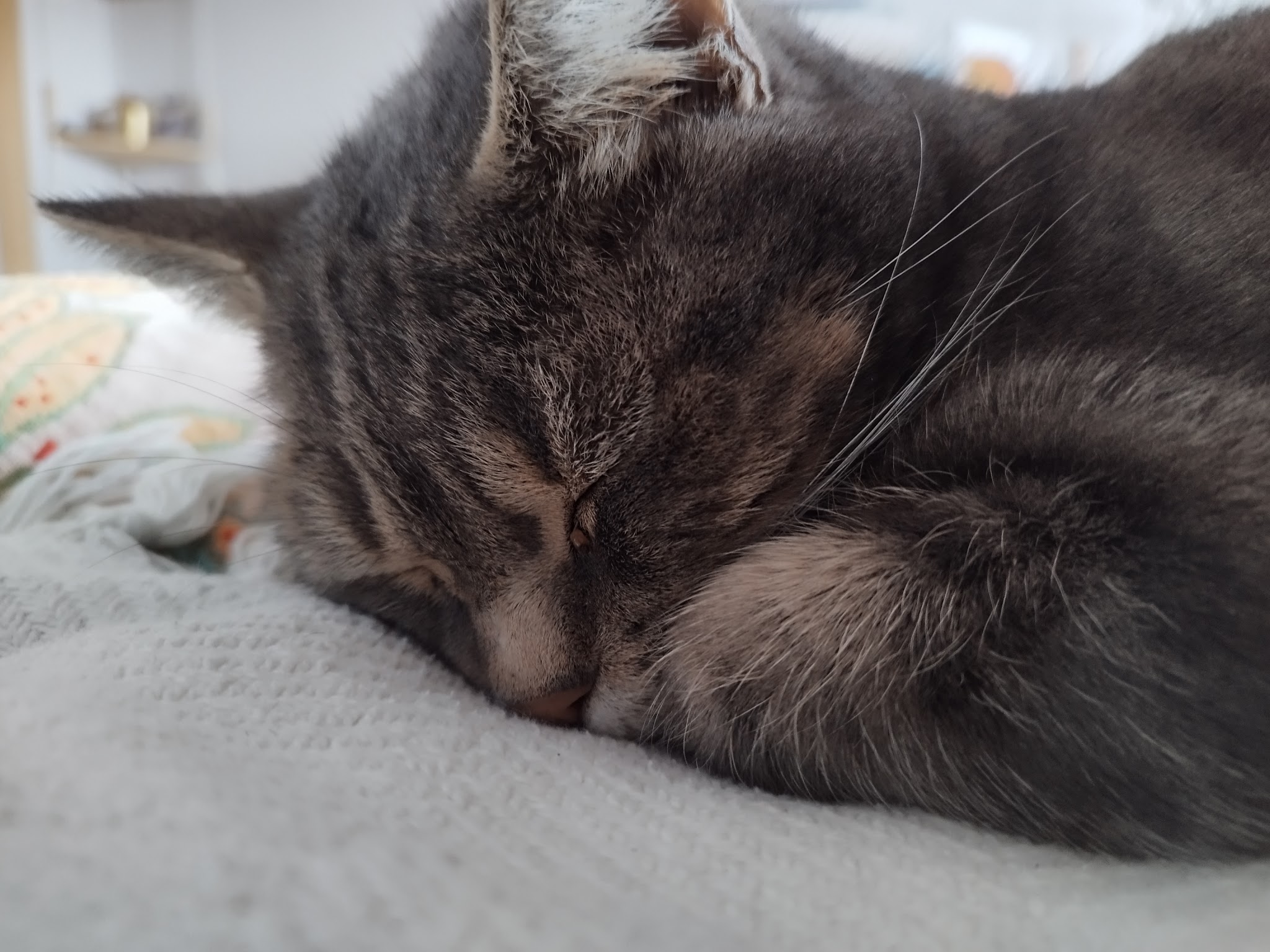 Vanechatpetsitter