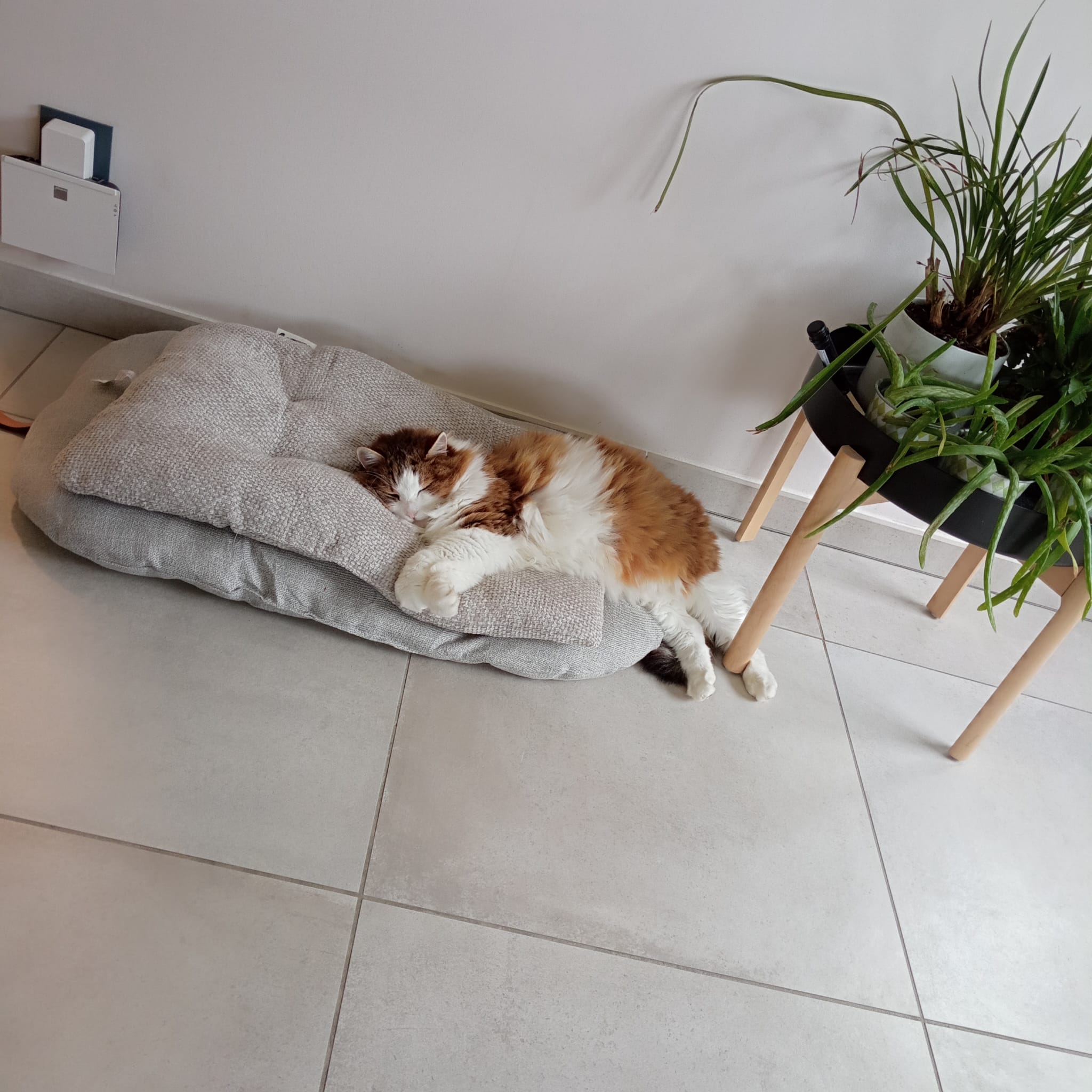Vanechatpetsitter — photo