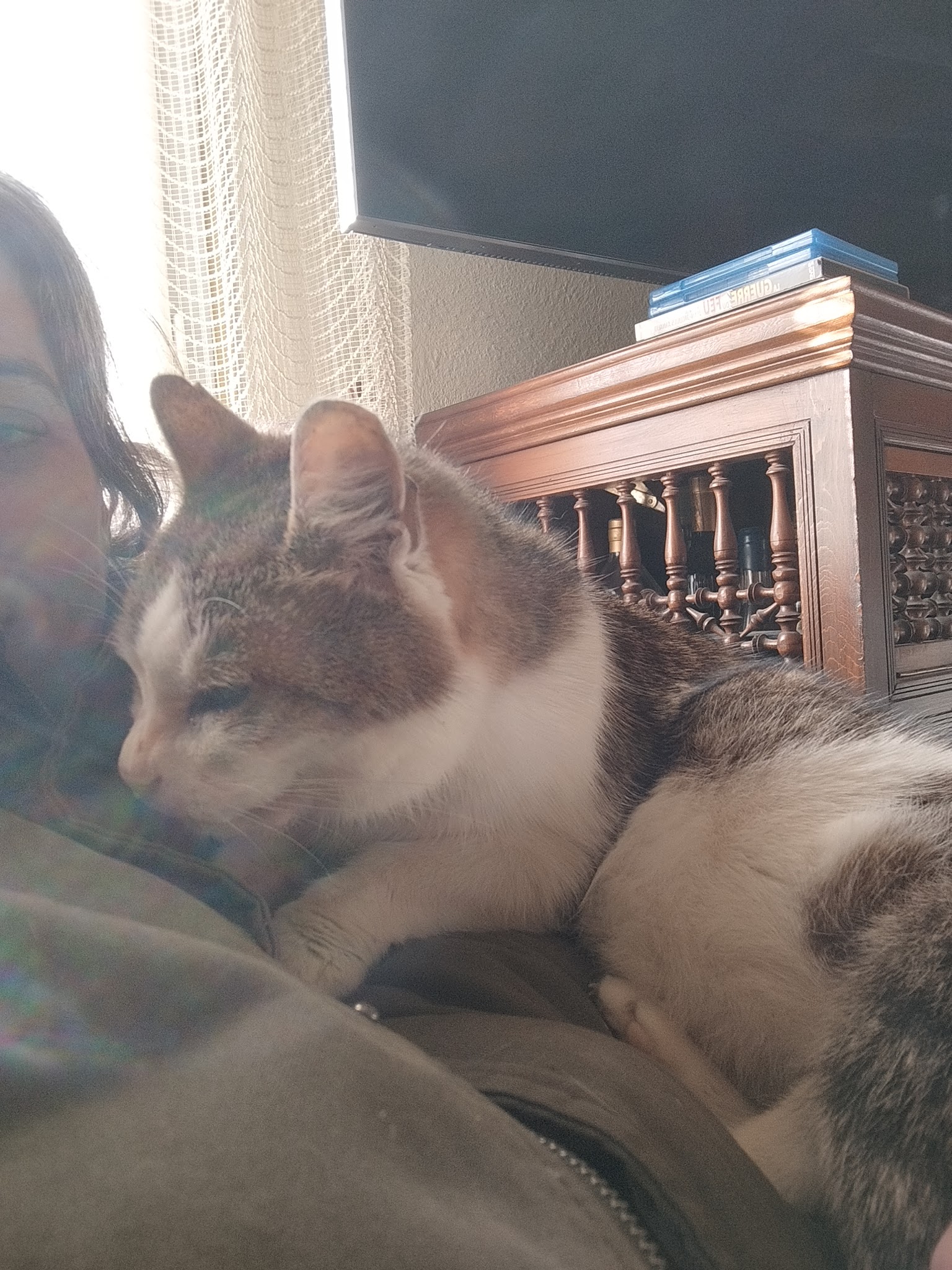 Vanechatpetsitter — photo