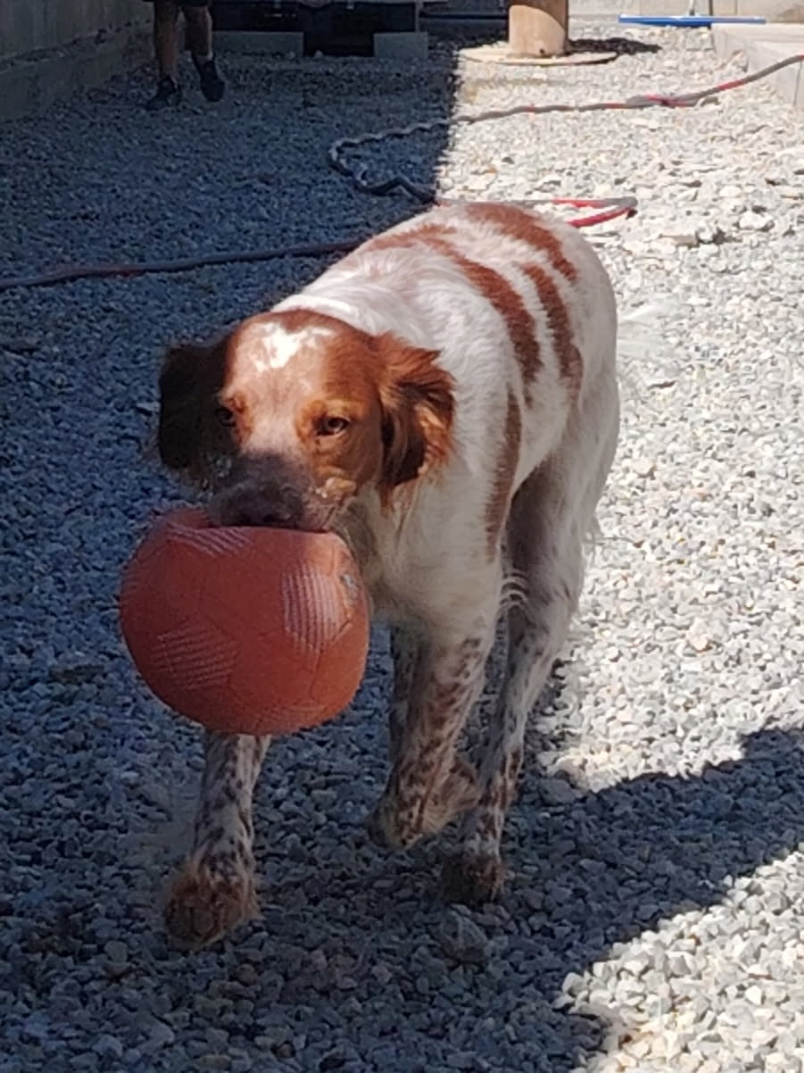 Centre Canin l'Echo de la Mordorée élevage et pension canine — photo