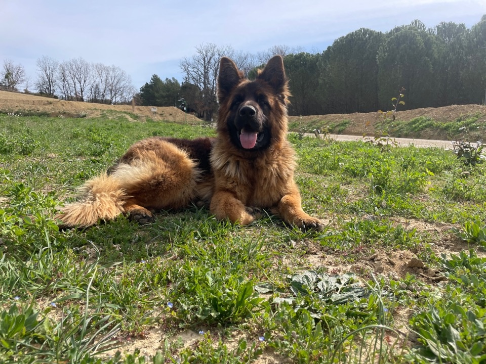Centre Canin l'Echo de la Mordorée élevage et pension canine — photo