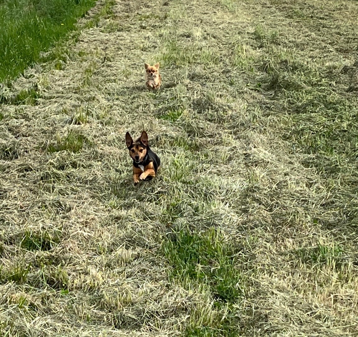 Peyruis Pension chiens et chats — photo