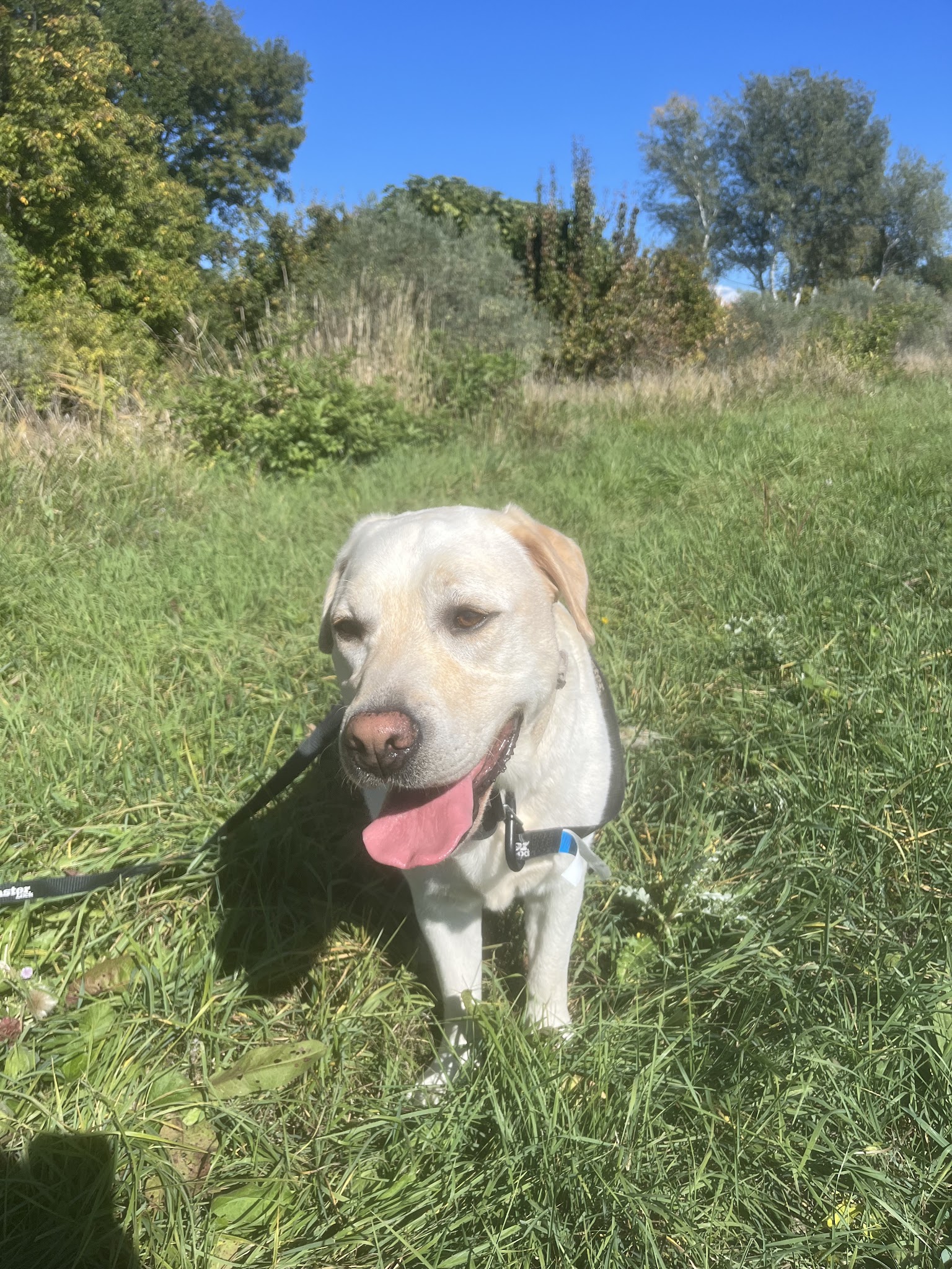 Peyruis Pension chiens et chats — photo