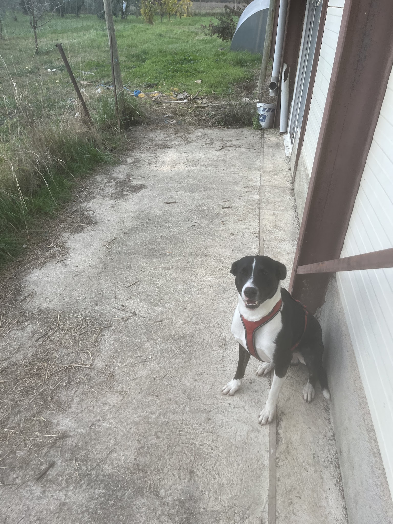 Peyruis Pension chiens et chats — photo