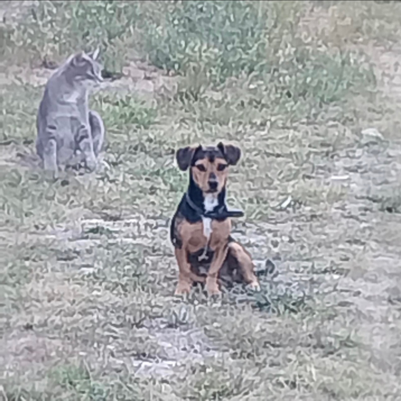 Peyruis Pension chiens et chats — photo