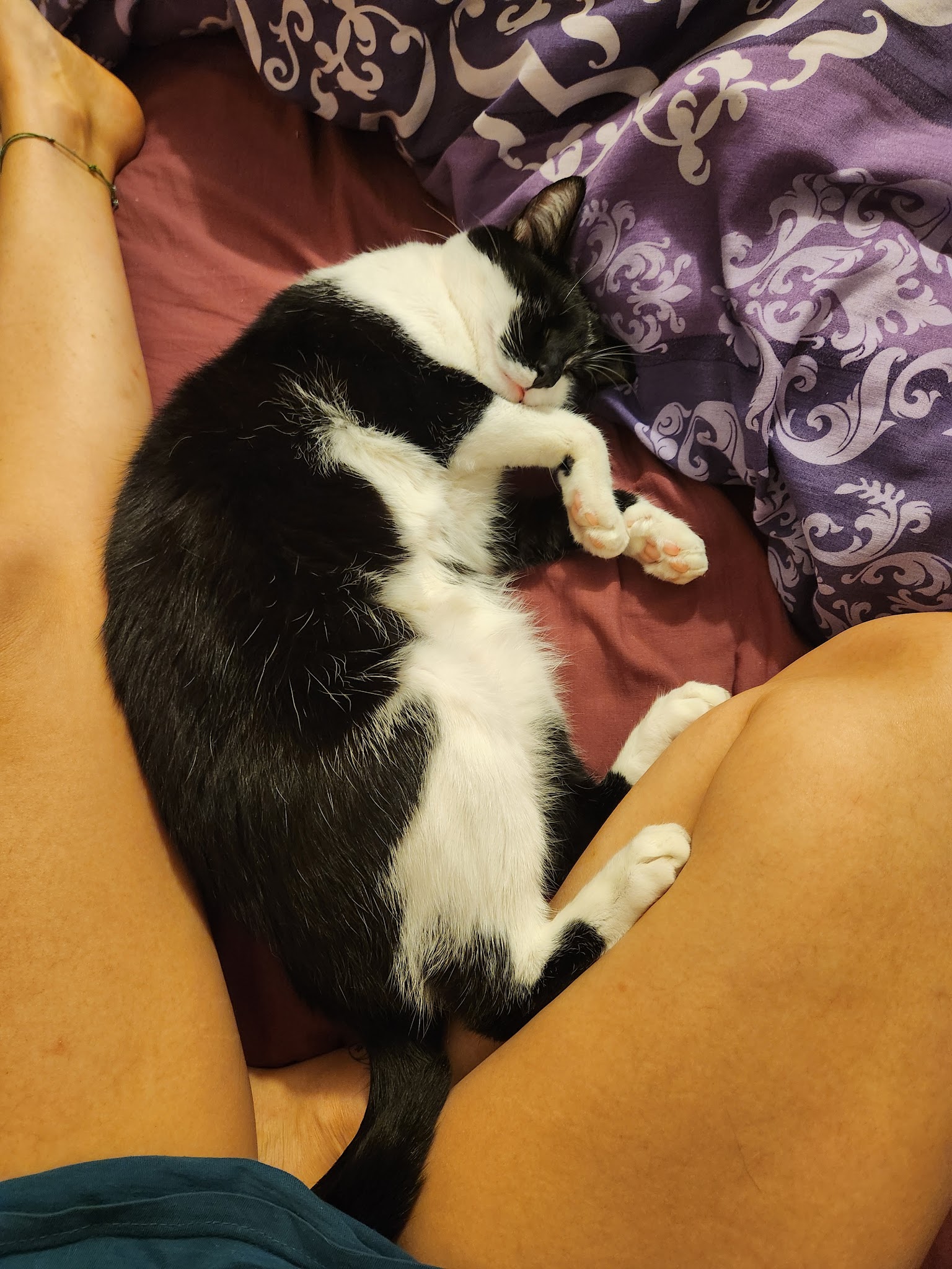 Vos animaux et Vous — photo