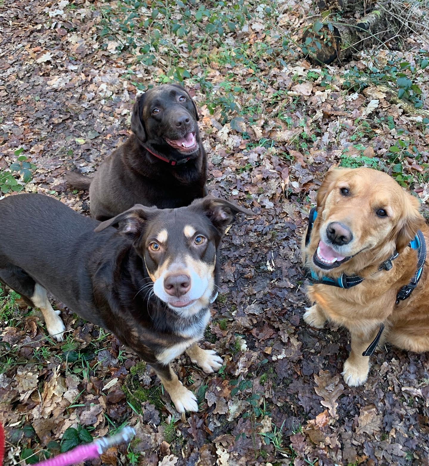 Au petit canin — photo