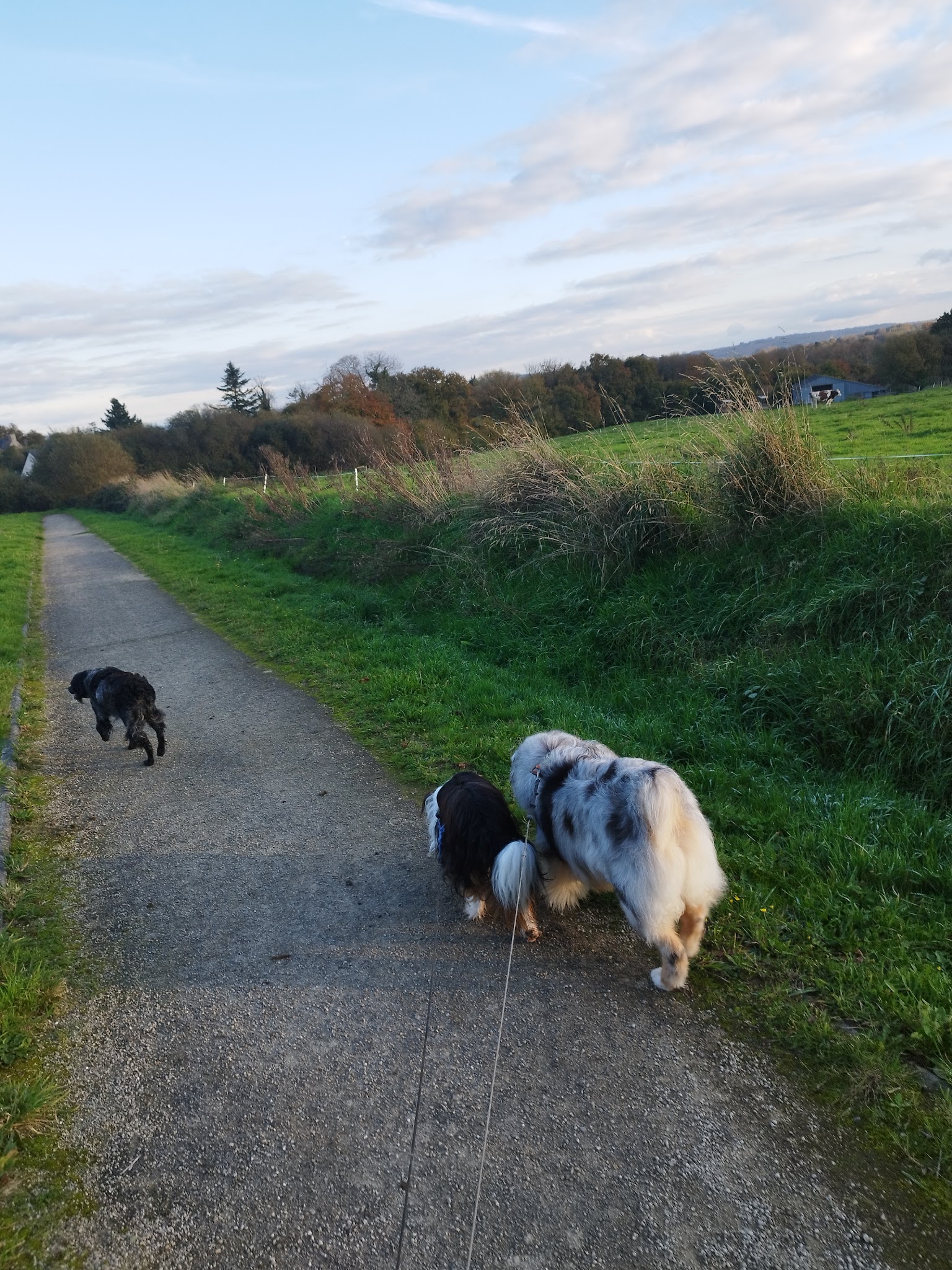 Au petit canin — photo