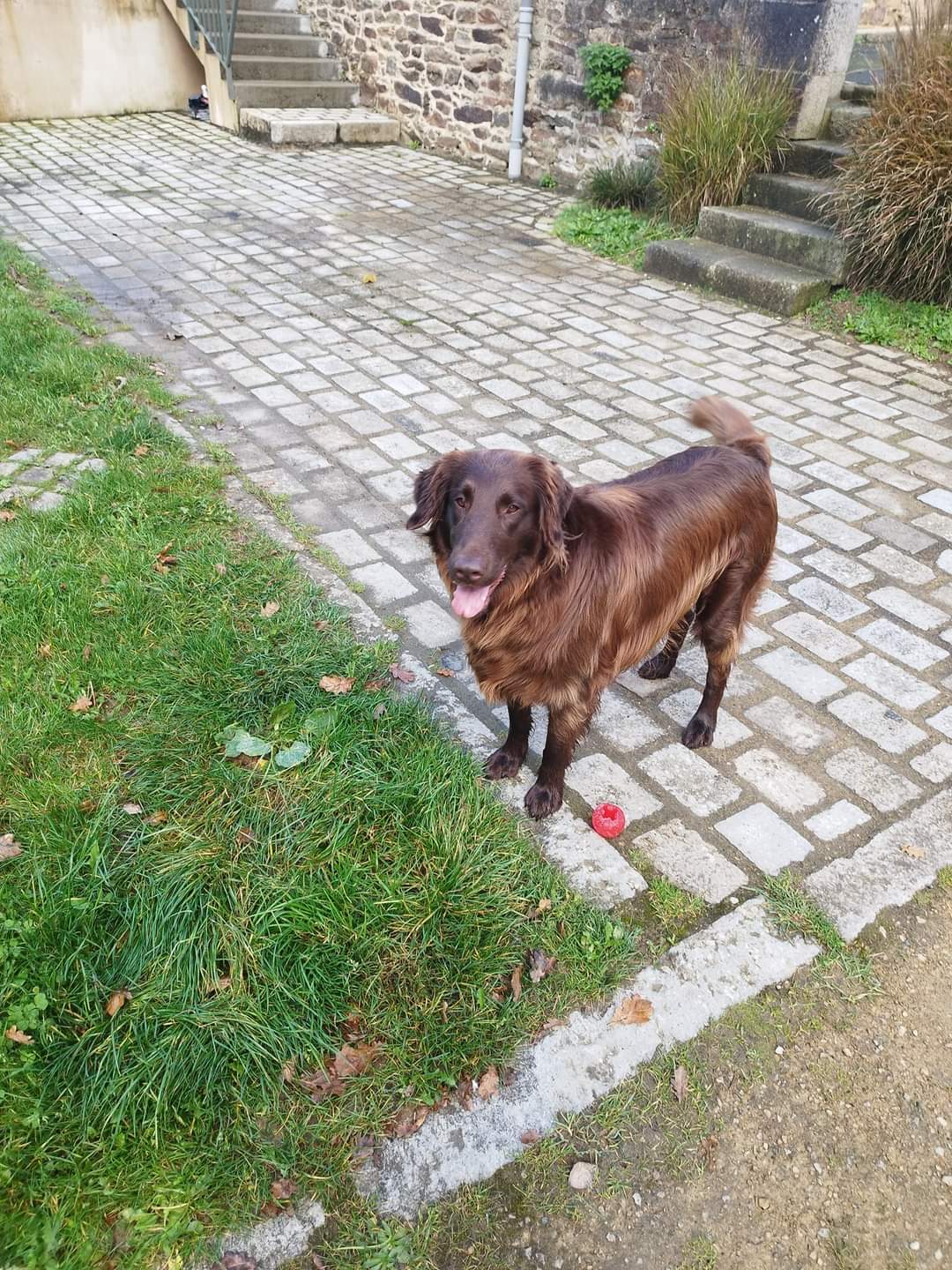 Au petit canin — photo