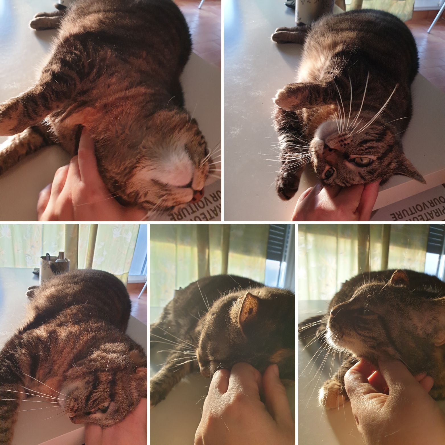 Au service de vos petits protégés — photo