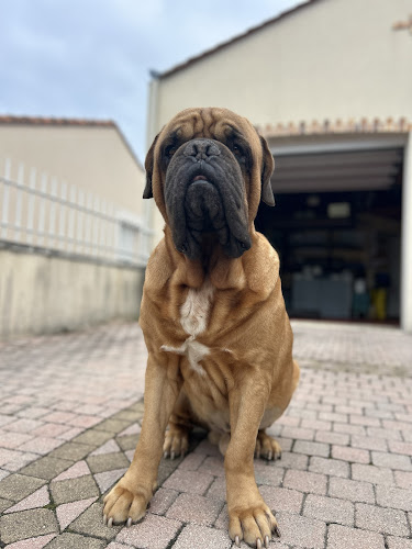 Mi Chat Mi Chien