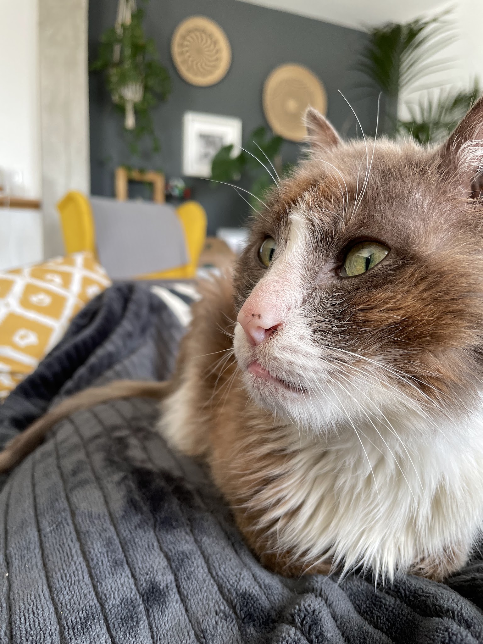 Mi Chat Mi Chien — photo