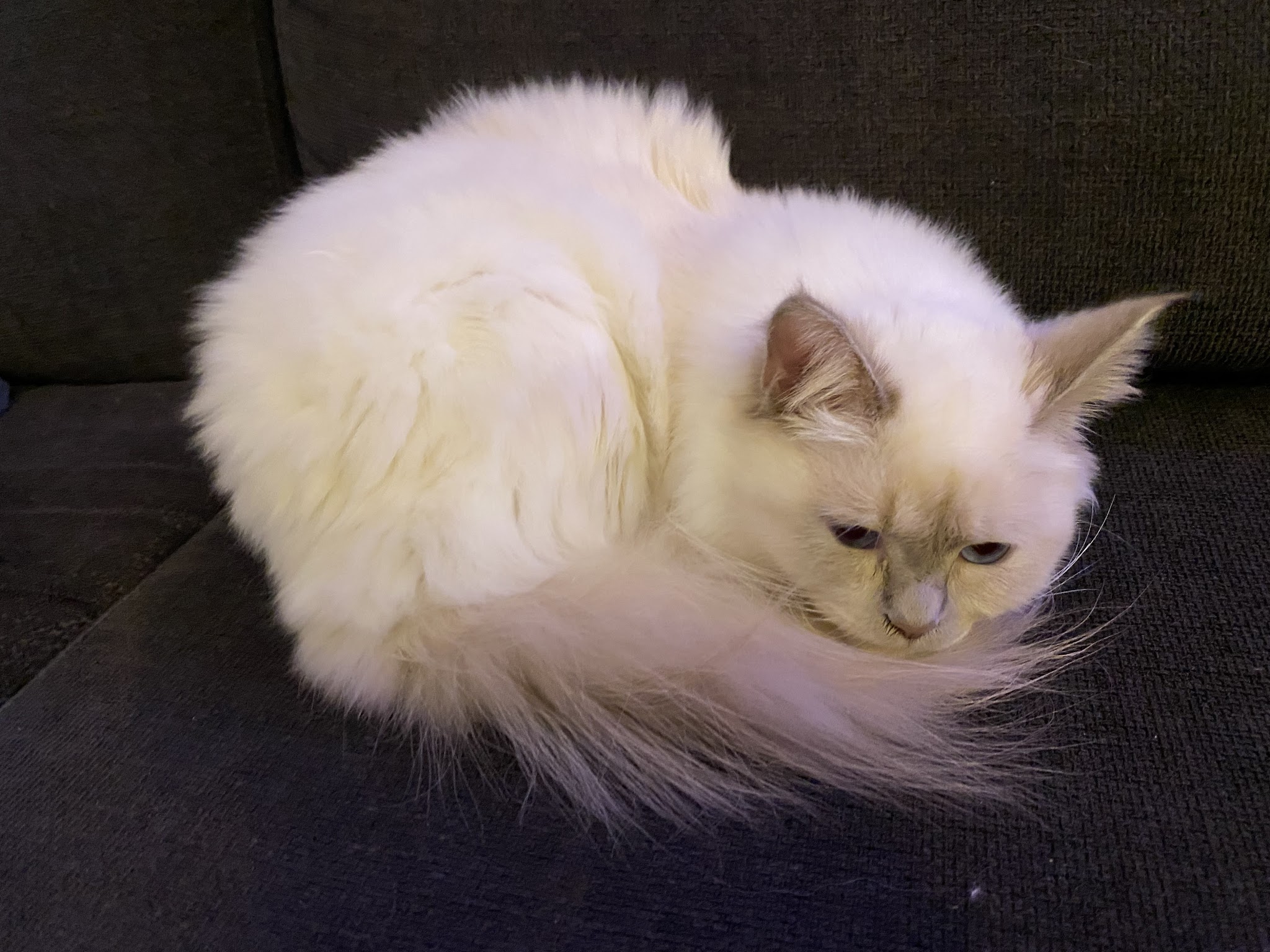 Mi Chat Mi Chien — photo