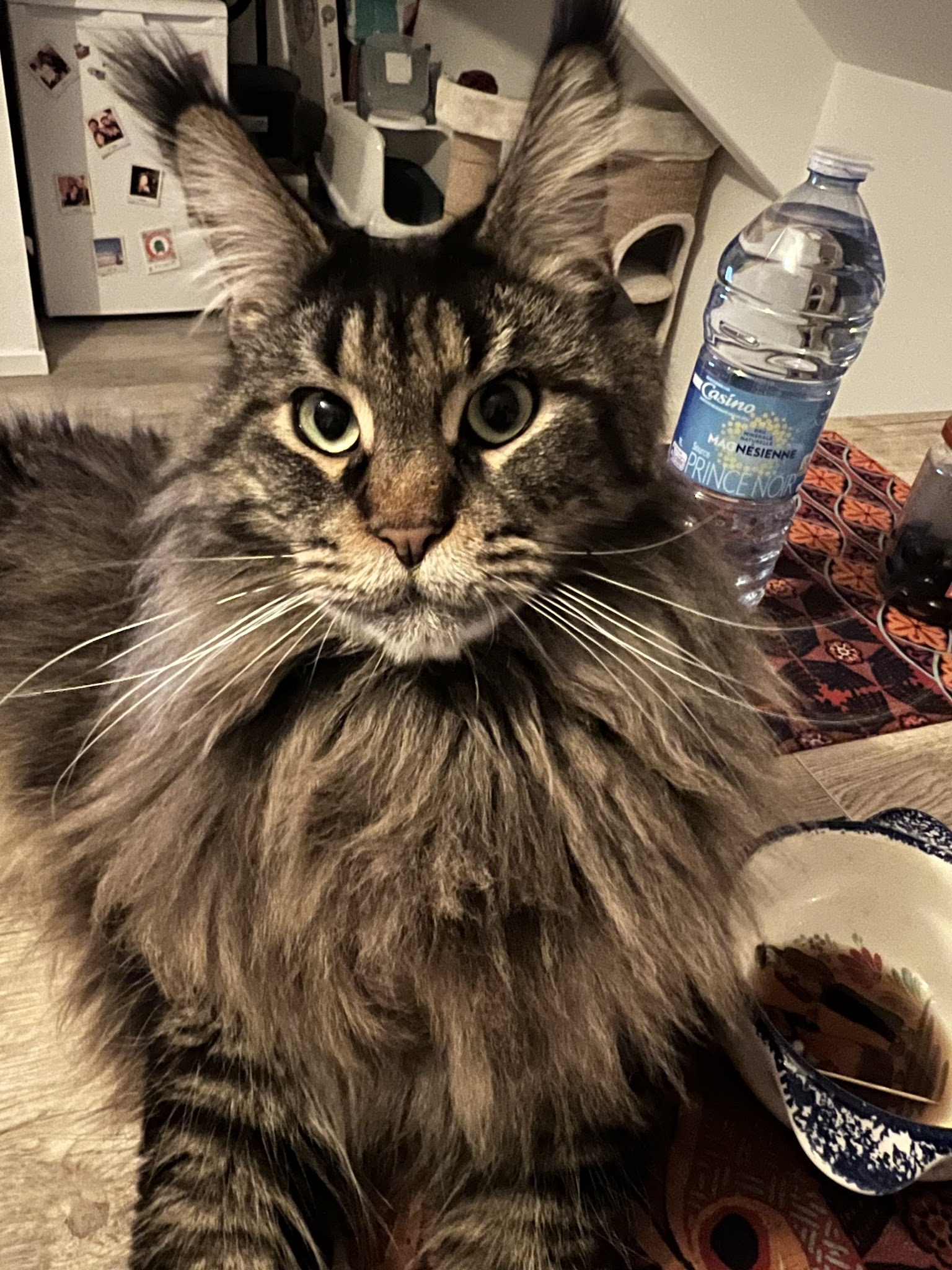 Mi Chat Mi Chien — photo