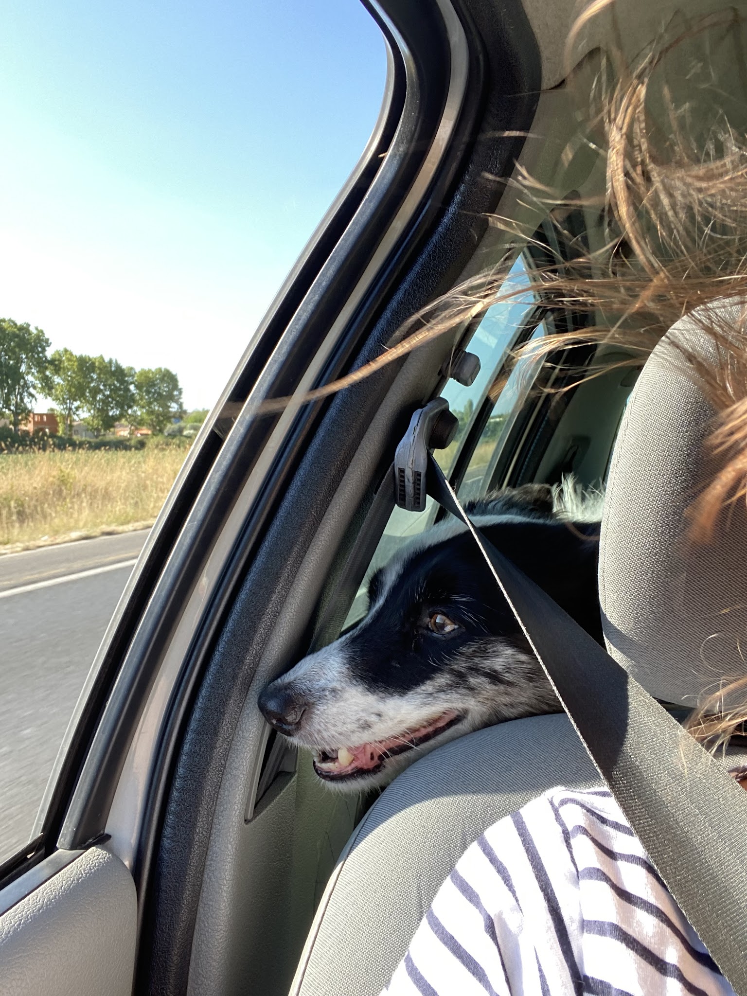 Paws & co - Petsitter — photo