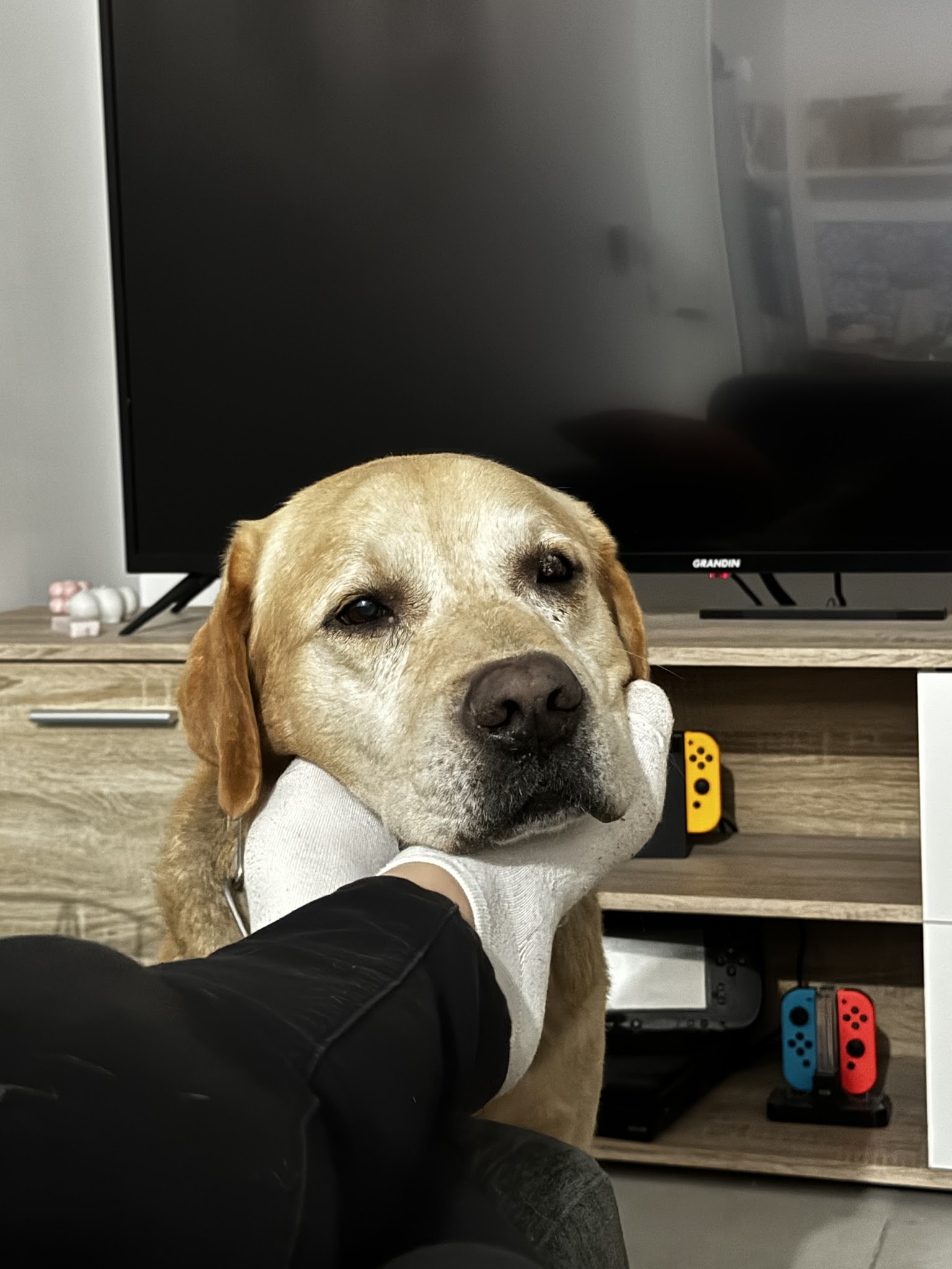 Paws & co - Petsitter — photo