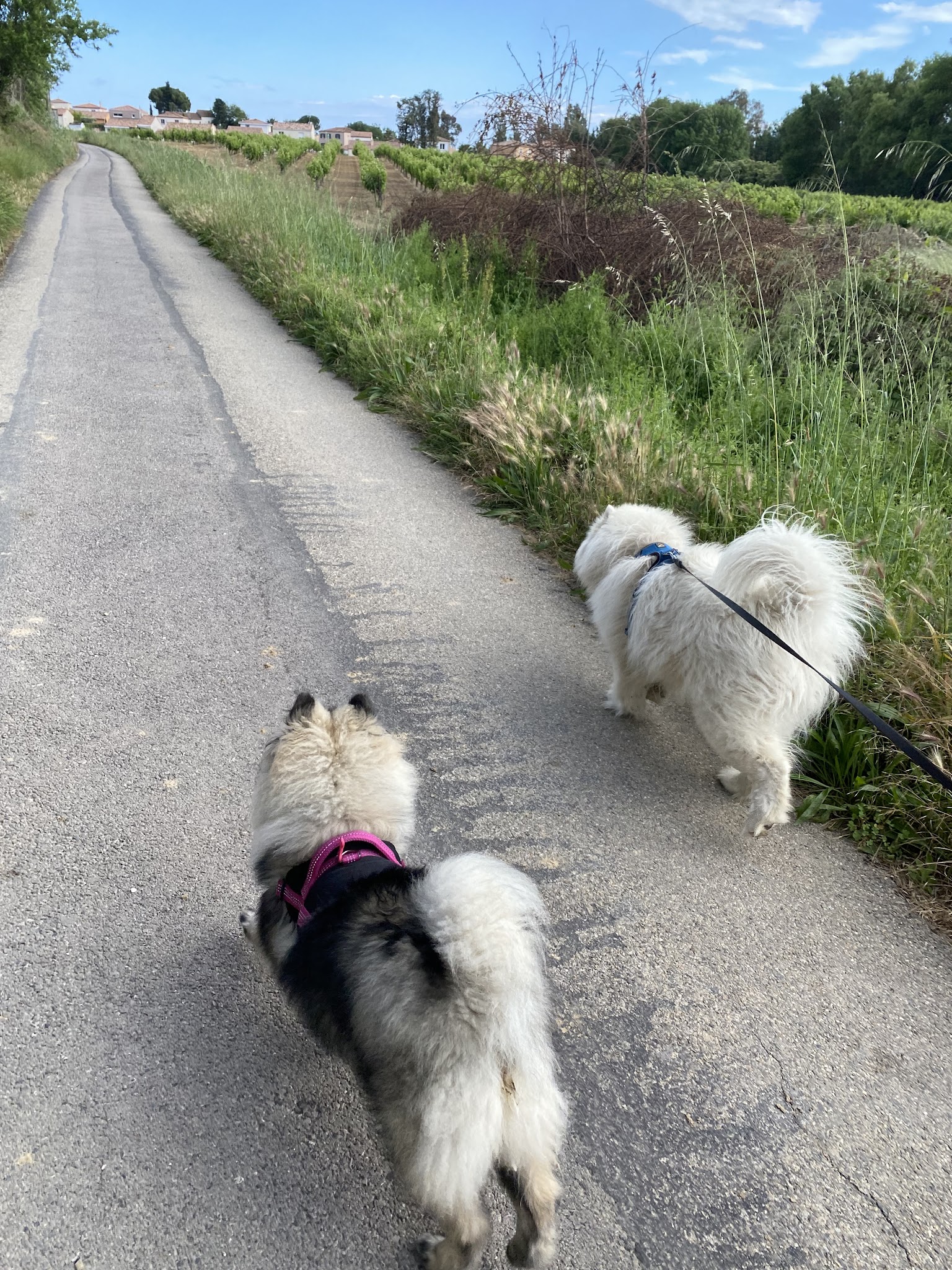 Paws & co - Petsitter — photo