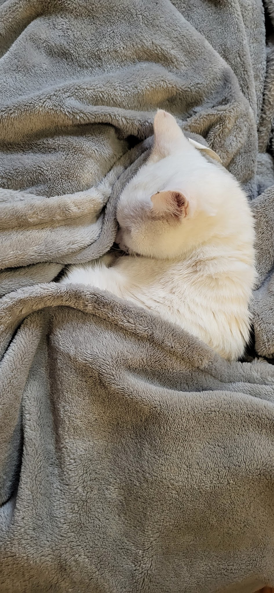 PetsAtHome - Garde d'animaux à Angers et alentours — photo