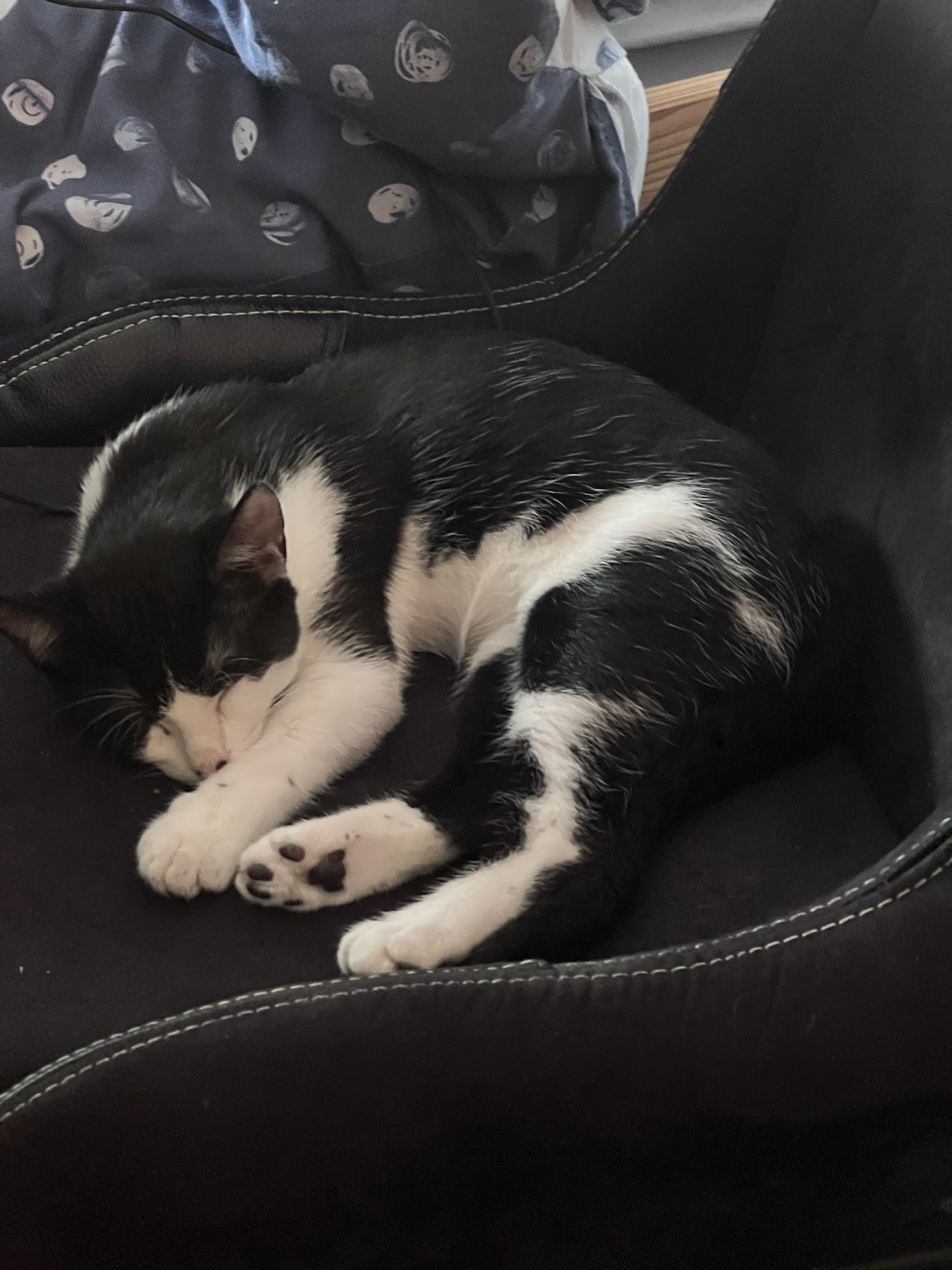 PetsAtHome - Garde d'animaux à Angers et alentours — photo
