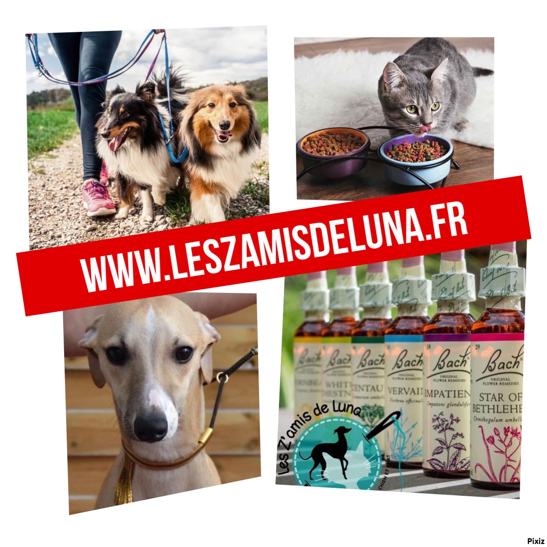 Les Z'amis de Luna — photo
