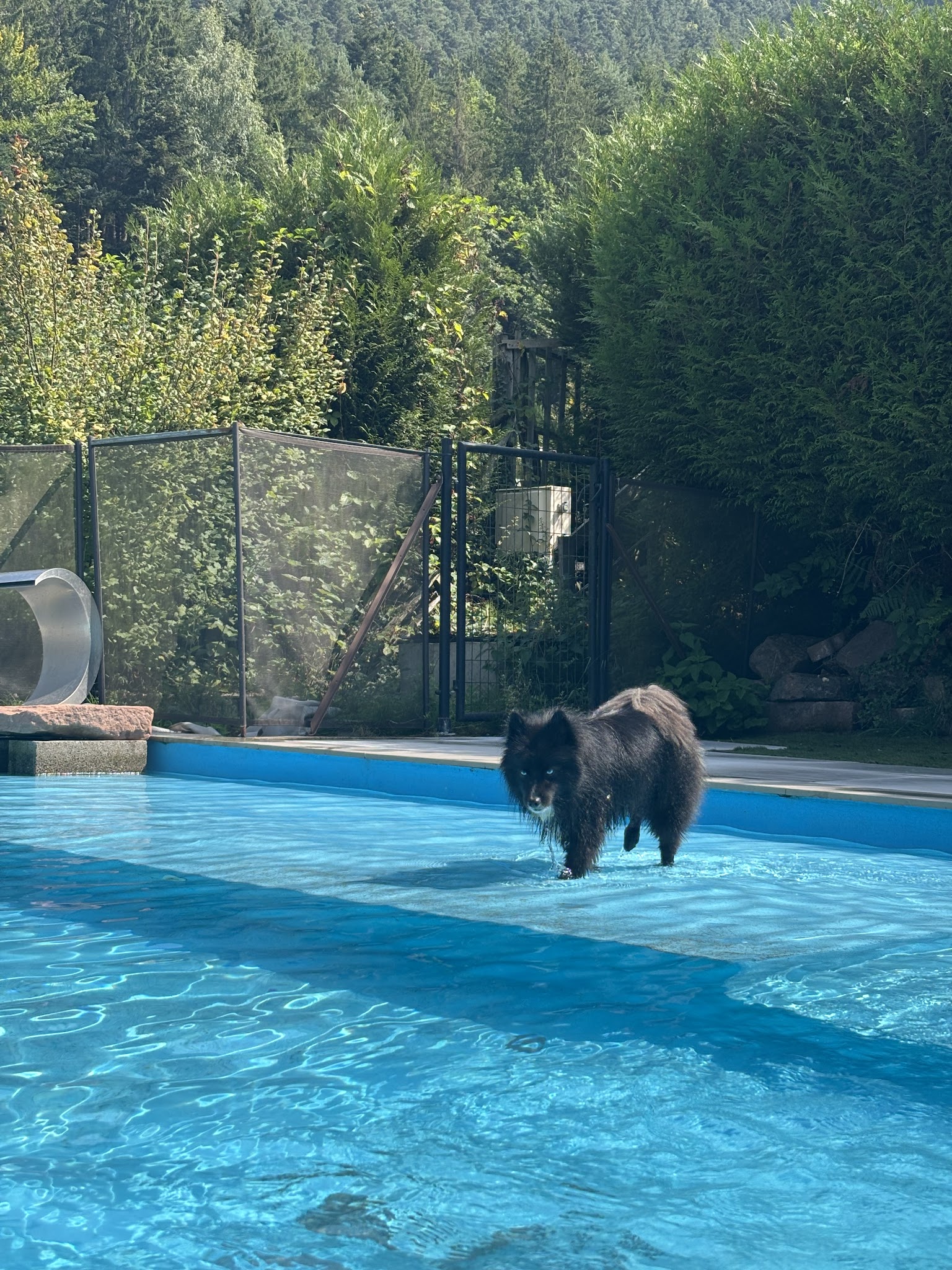 Dog Center Pension et psychologie canine — photo