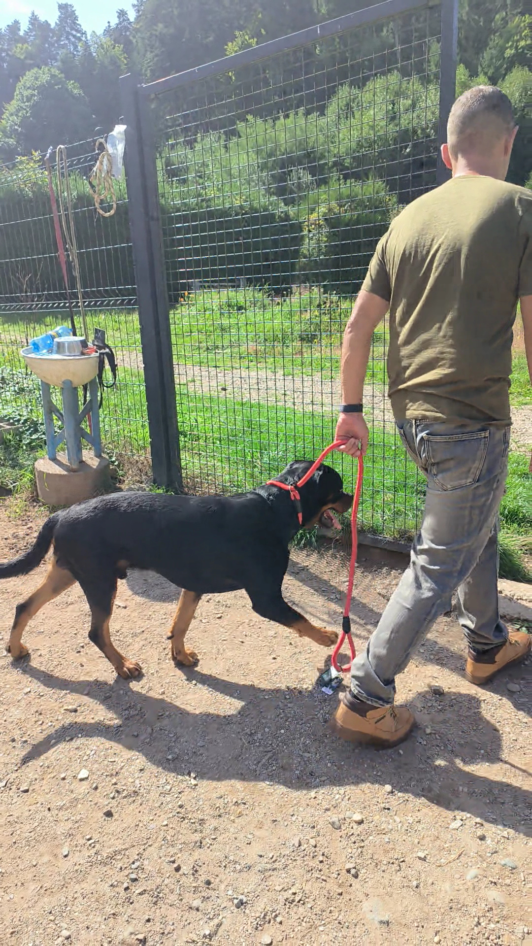 Dog Center Pension et psychologie canine — photo
