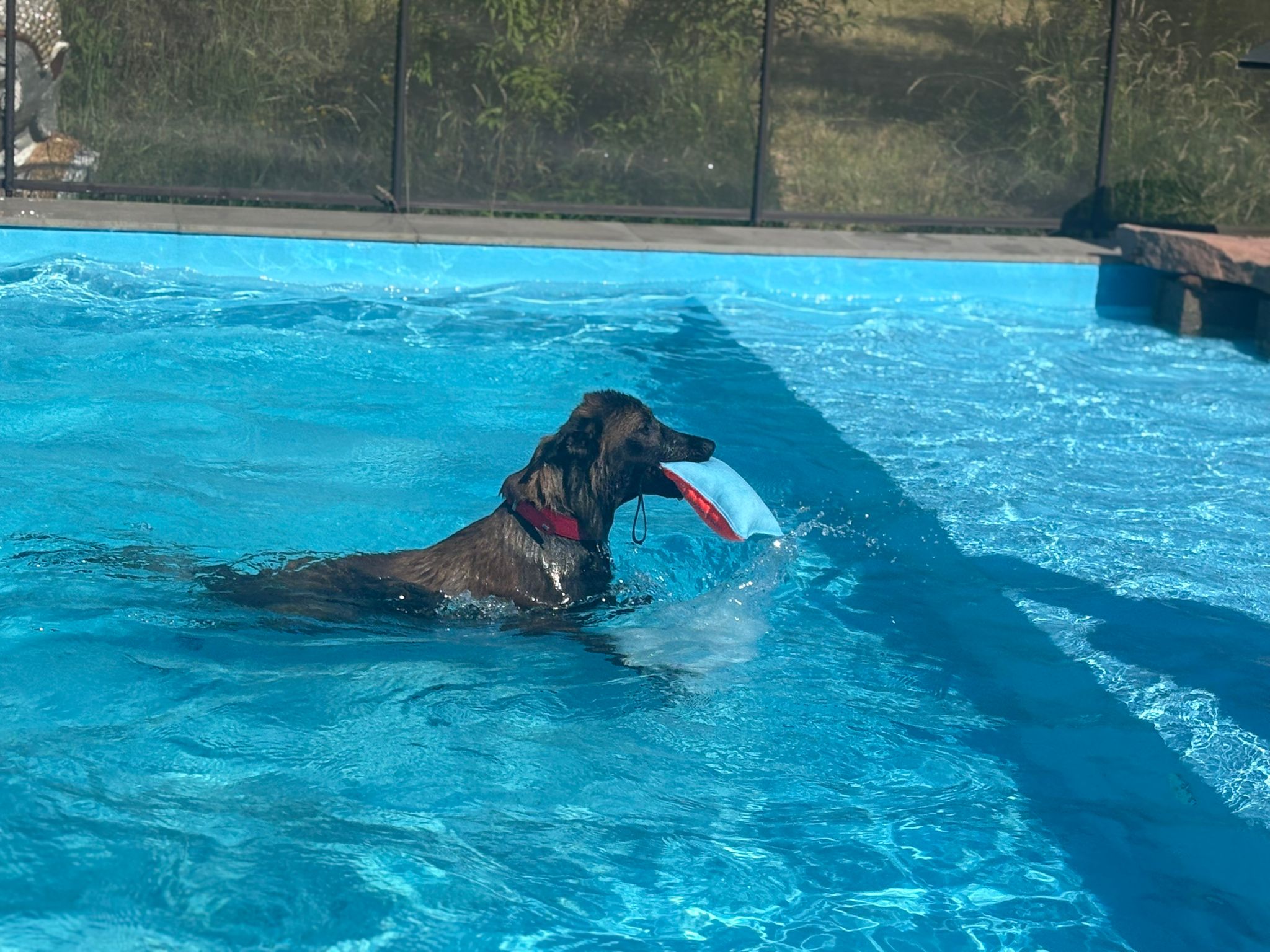 Dog Center Pension et psychologie canine — photo