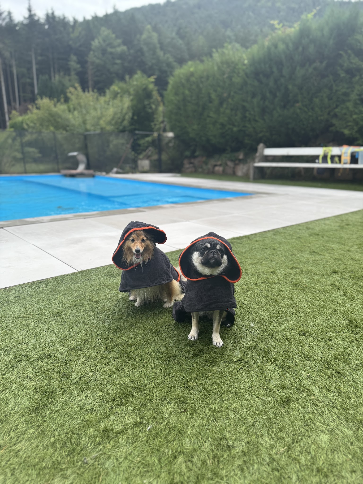 Dog Center Pension et psychologie canine — photo