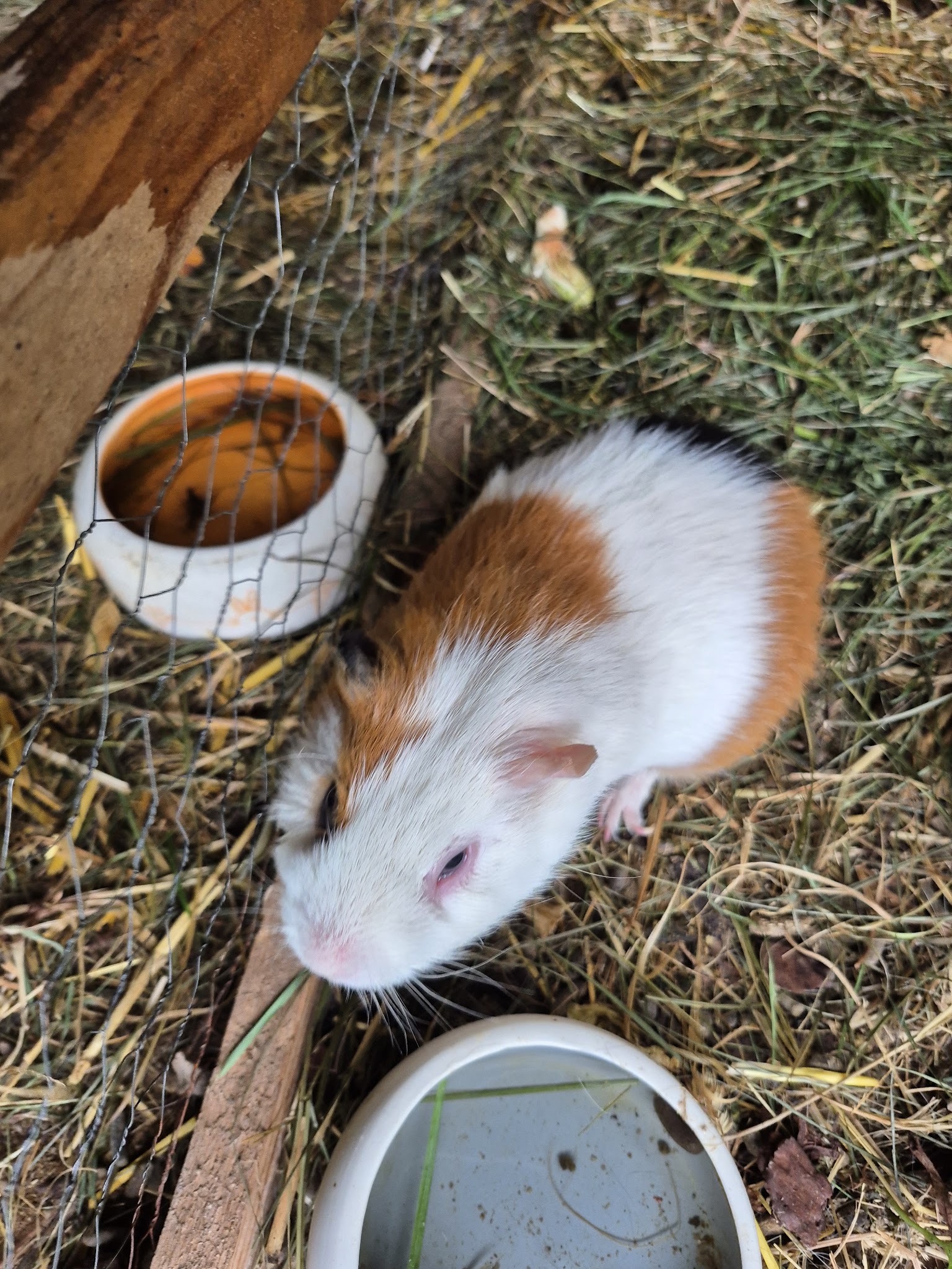 Pattes de velours et cie — photo