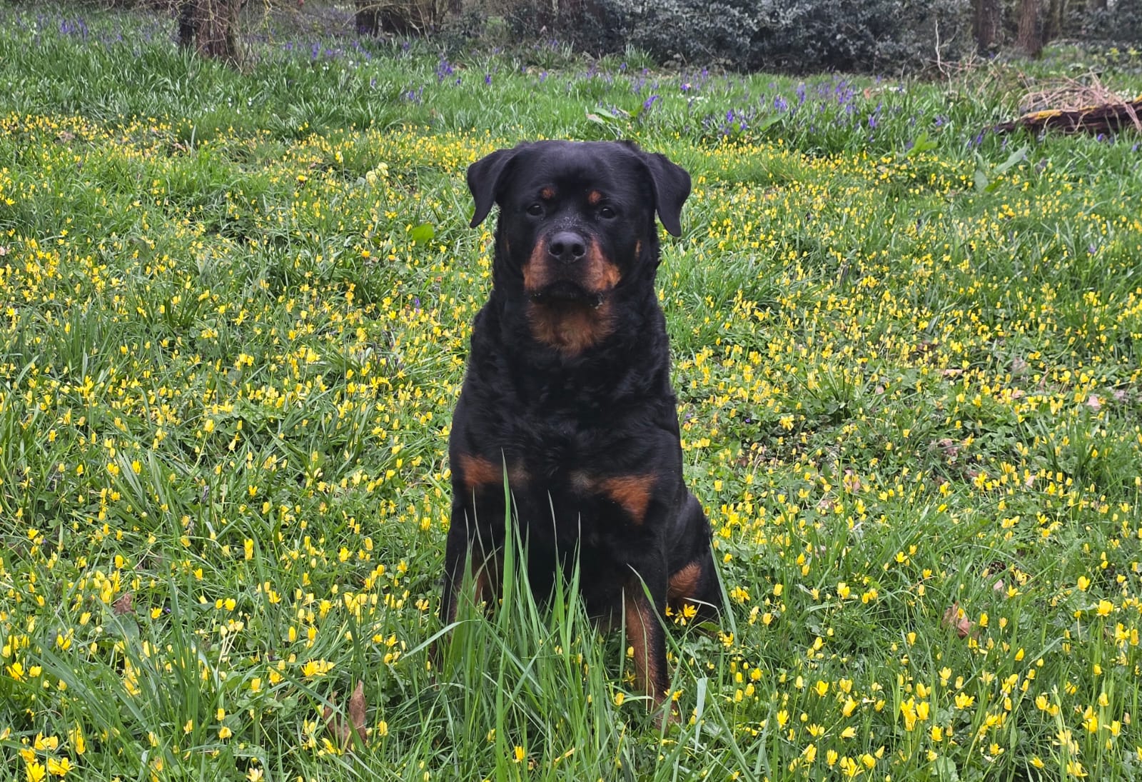 Pension Canine et Féline La Baronnie