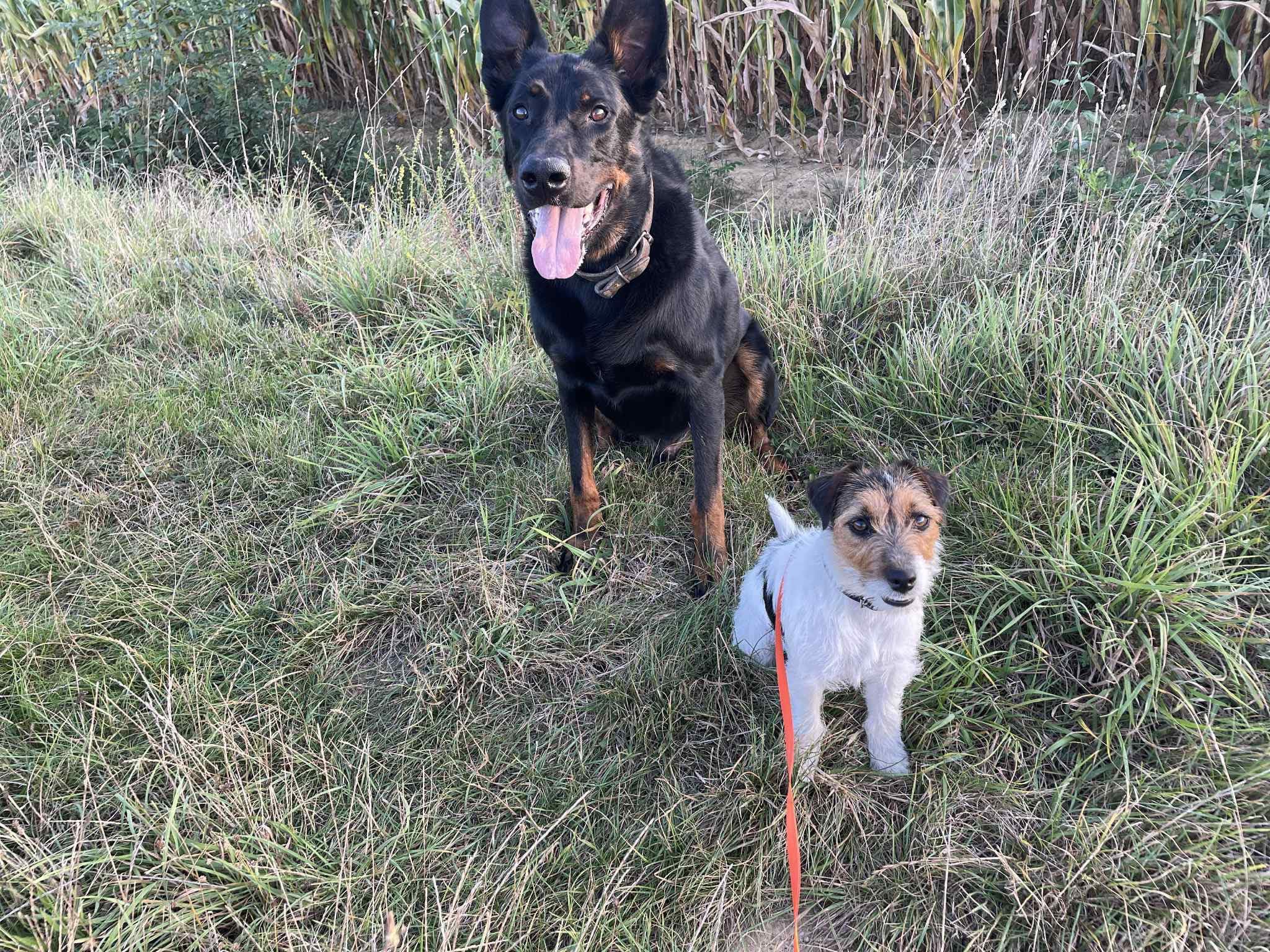 Can'équilibre Educateur Canin-Comportementaliste-Pension Familiale — photo
