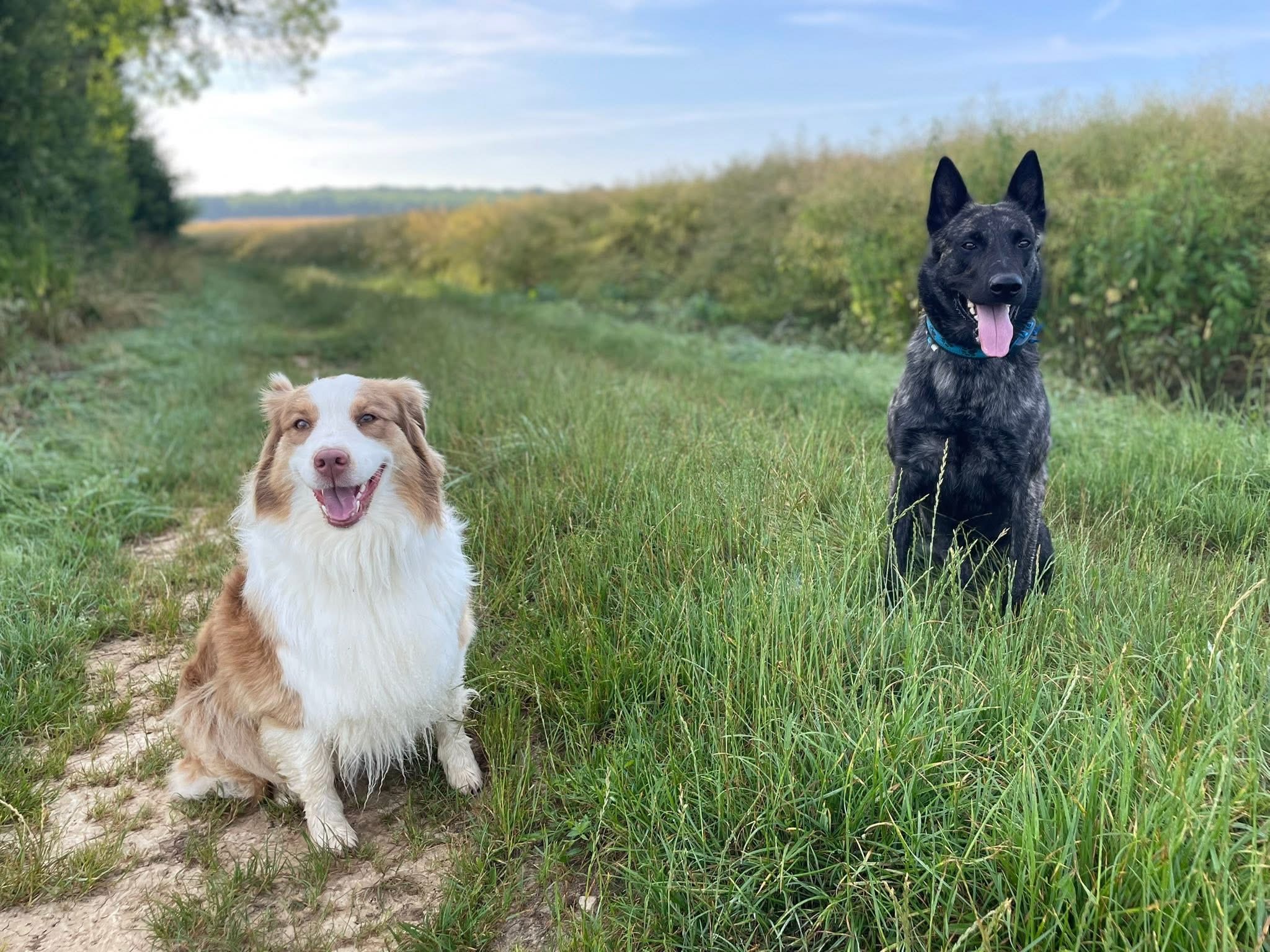 Can'équilibre Educateur Canin-Comportementaliste-Pension Familiale — photo