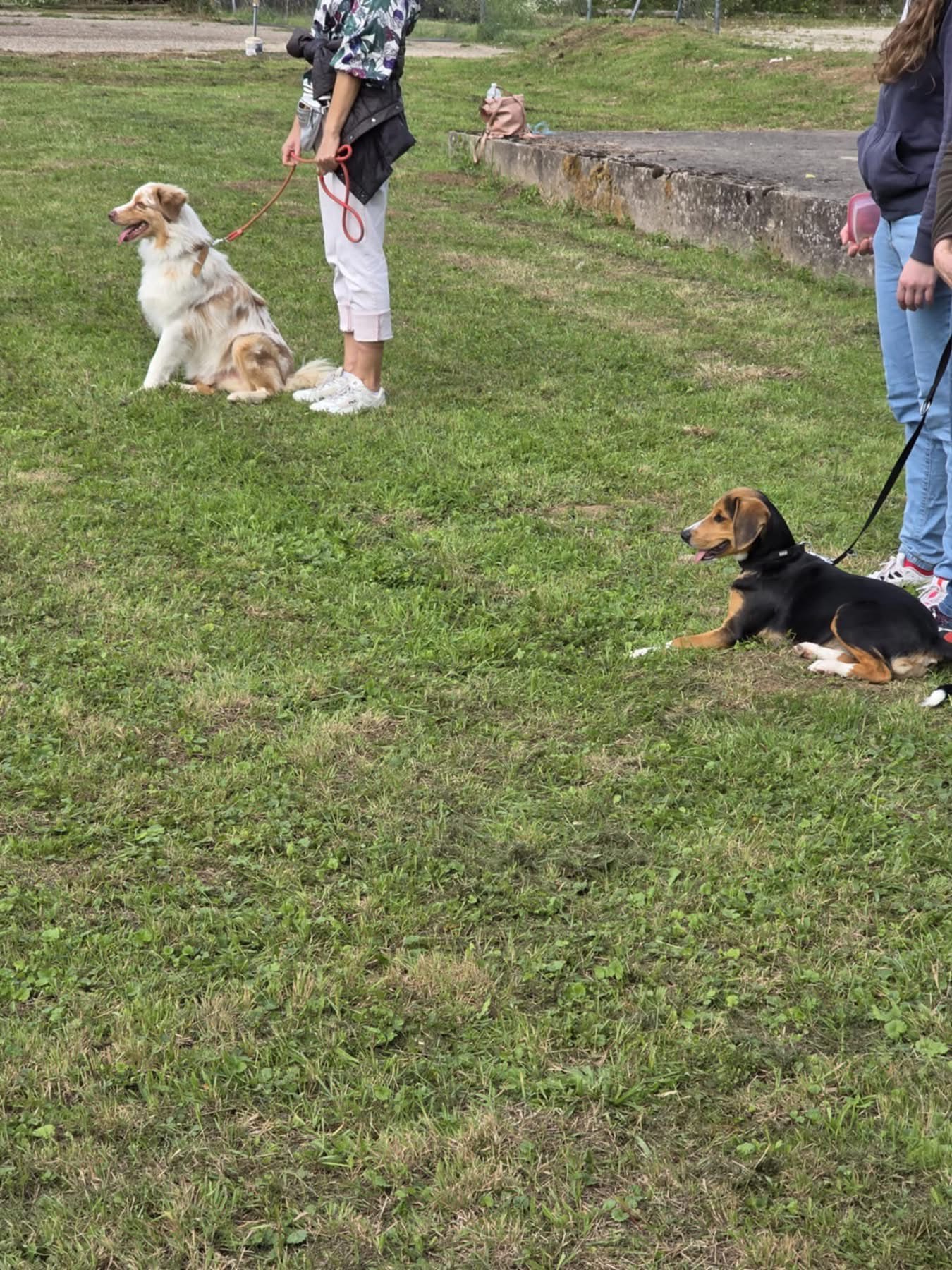 Can'équilibre Educateur Canin-Comportementaliste-Pension Familiale — photo