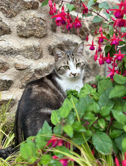 Eva'sion dog and cat - Pet sitting — photo